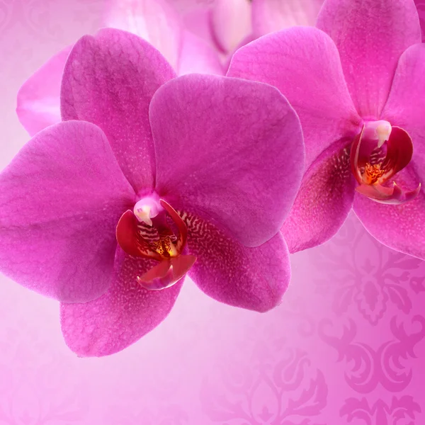 白で隔離される暗いピンクの蘭の花のクローズ アップ — ストック写真