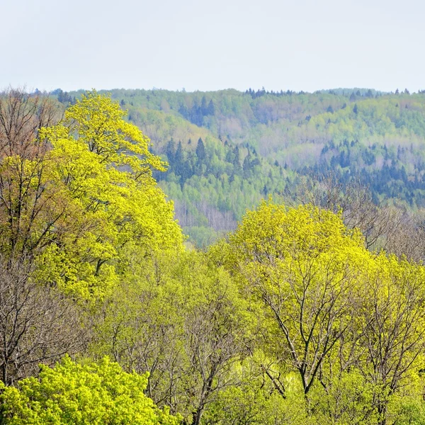 Powierzchniową widok na dolinę rzeki gauja wiosną w sigulda, Łotwa — Zdjęcie stockowe