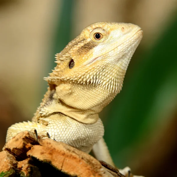 Sand agama in terrarium — Stock Photo, Image