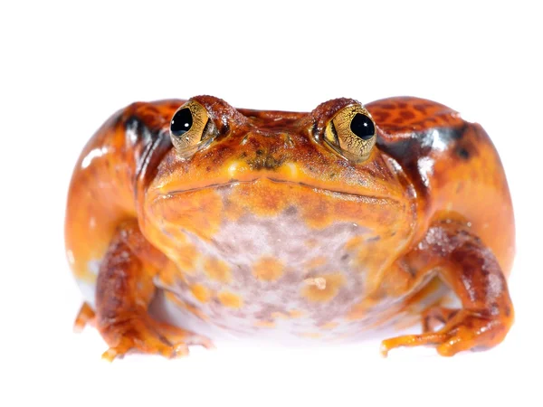 La falsa rana di pomodoro Dyscophus quineti isolata su bianco — Foto Stock