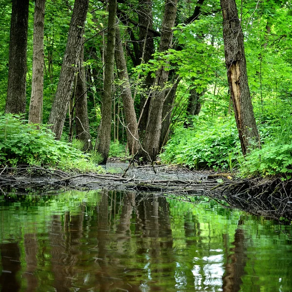 Forest river scene — Stock Photo, Image