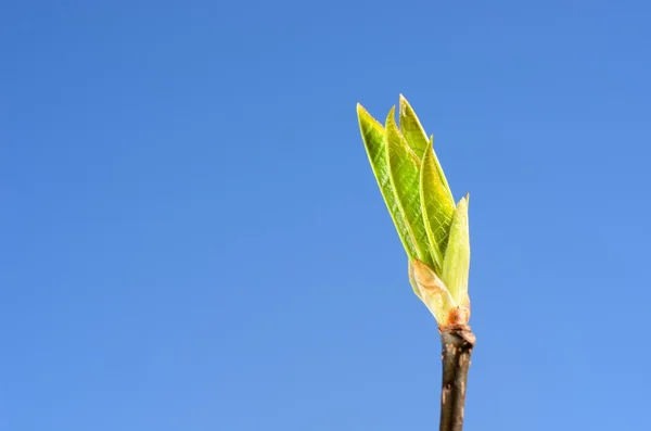 Green tree bud close-up against blue sky in spring — Stock Photo, Image