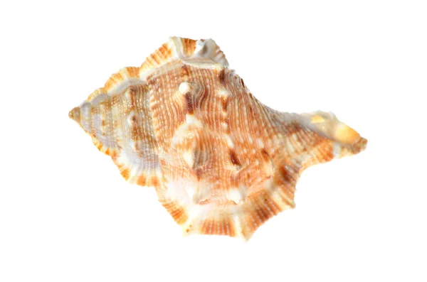 Mollusque de mer coquille colorée isolé — Photo