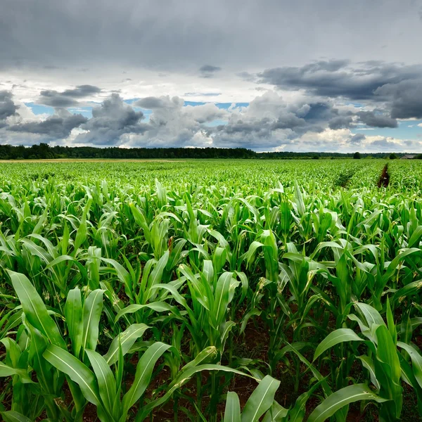 Campo de maíz de cerca contra el cielo tormentoso — Foto de Stock