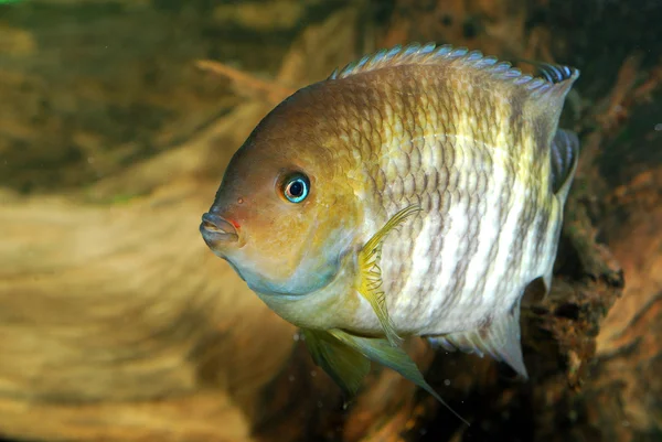 Amphilophus sajica vis in het aquarium — Stockfoto