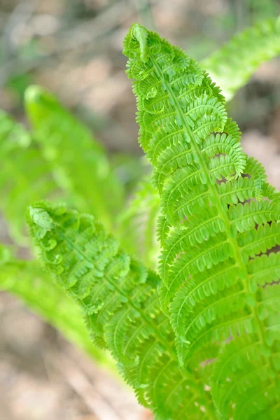 Nieuwe sping fern close-up in het forest — Stockfoto