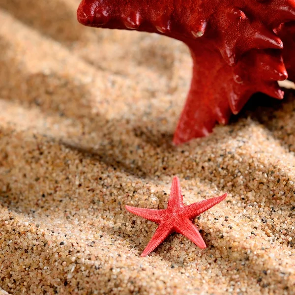 Two sea stars on the sandy beach — Stock Photo, Image