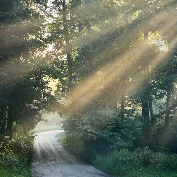 Road and sunbeams in strong fog in the forest — Stock Photo, Image