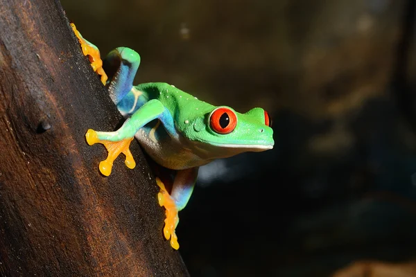 Красноглазуя лягушка Agalychnis callidryas в террариуме — стоковое фото