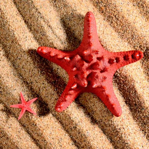 Two sea stars on the sandy beach — Stock Photo, Image