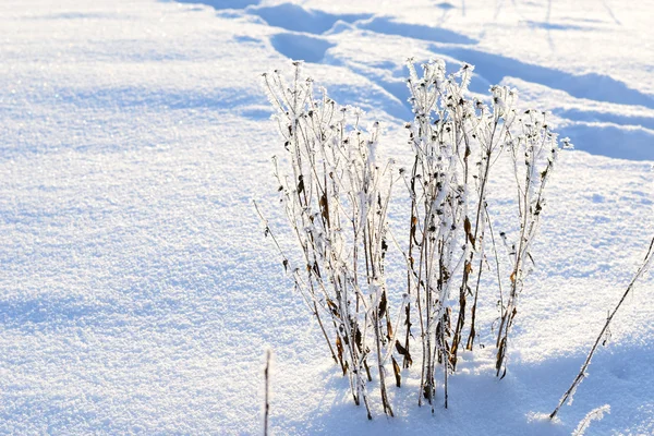 Rimfrost på växter på vintern — Stockfoto