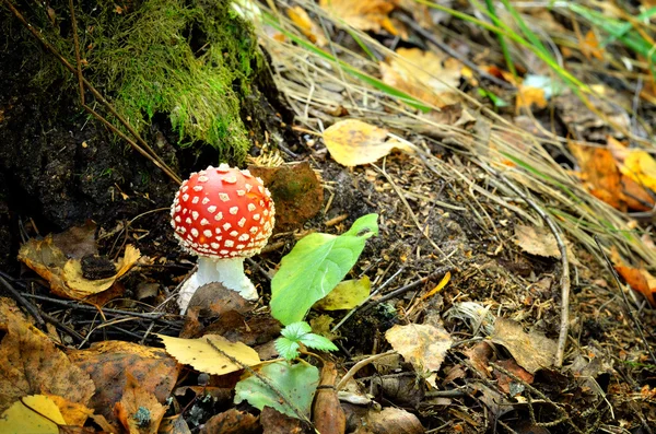 Cogumelo agárico. toadstool na floresta — Fotografia de Stock