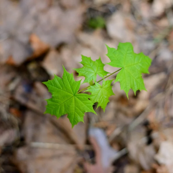 New leaves on tree in spring — Stock Photo, Image