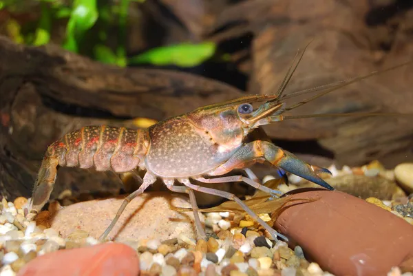 Young blue crayfish — Stok Foto