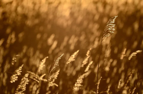 Phragmites plant at the sunrise — Stok fotoğraf