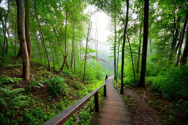 Staiway in forest disappearing in fog — Stock Photo, Image