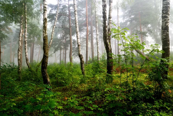 Een Noord-bos in mist. Letland — Stockfoto