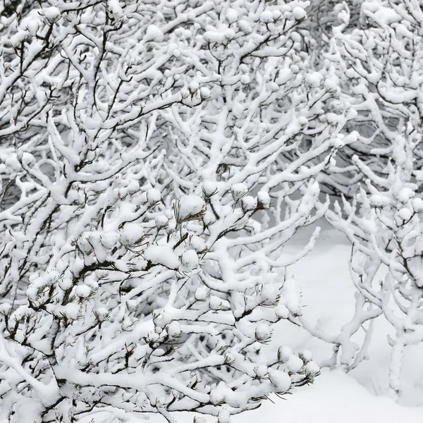 Forêt hivernale couverte de neige close-up — Photo