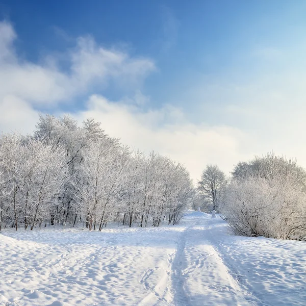 Estrada e geada em árvores no inverno — Fotografia de Stock