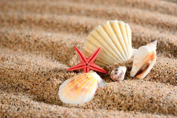 Sea star and shells on the sandy beach — Stock Photo, Image