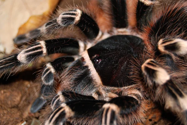 Zwarte tarantula — Stockfoto