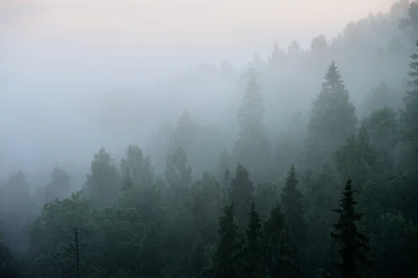 Bosque en Sugulda cubierto de fuerte para — Foto de Stock