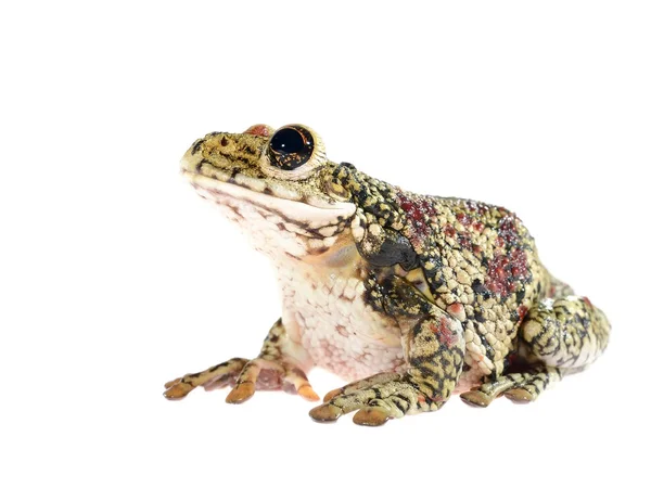 Black-spotted casque-headed tree frog Trachycephalus nigromaculatus isolated — Stock Photo, Image