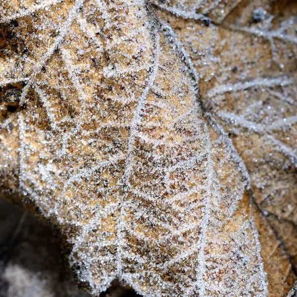 Hoar-frost на листя — стокове фото