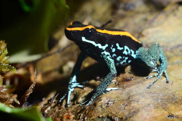 Colorful frog in terrarium — Stock Photo, Image