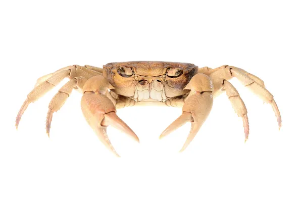 Potamon de crabe de rivière isolé sur blanc — Photo