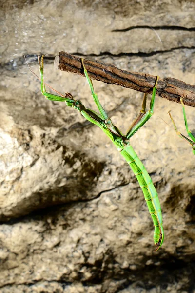 Stick insect in terrarium — Stock Photo, Image