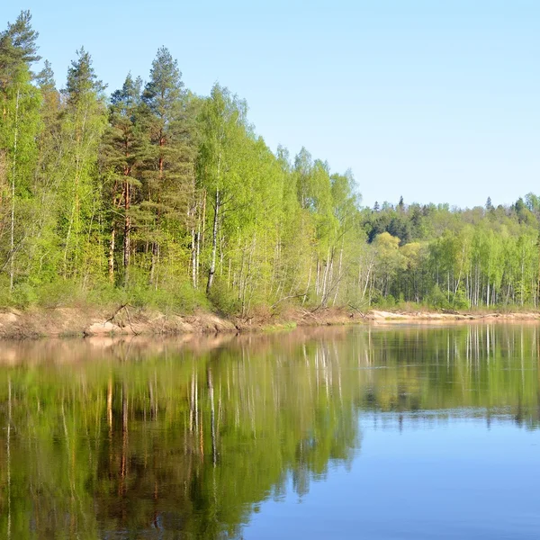 Gauja rivier in lentemorgen in sigulda, Letland — Stockfoto