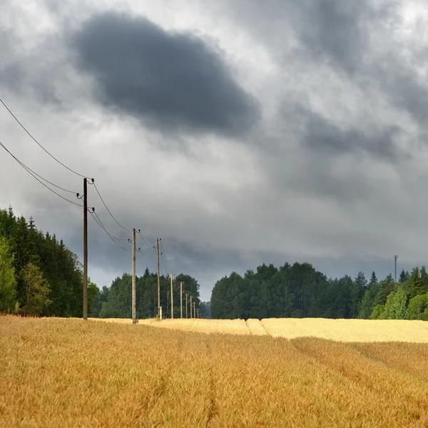 Зерновое поле против темных грозовых облаков — стоковое фото