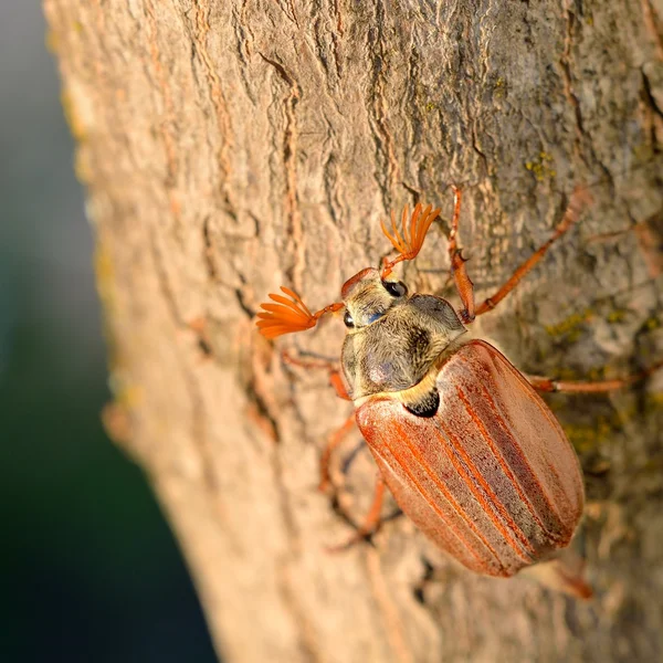 Cockchafer ou May bug (Melolontha melolontha) em ambiente natural — Fotografia de Stock