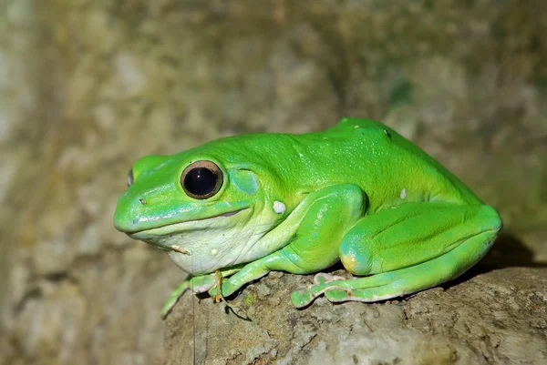 Colorful green frog sitting in terrarium — Stock Photo, Image