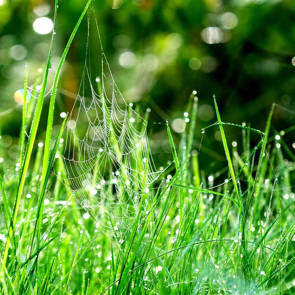 Grünes Gras aus nächster Nähe — Stockfoto