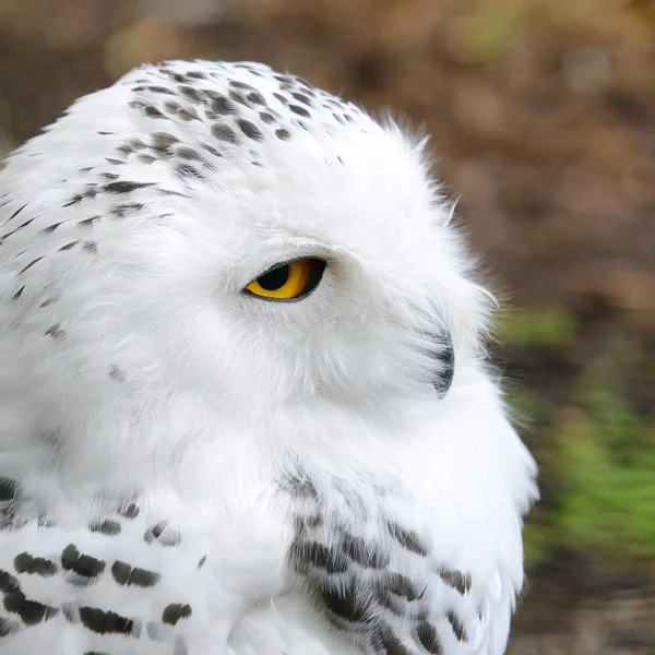 White polar owl close-up — Stock Photo © alex.stemmer #32835357