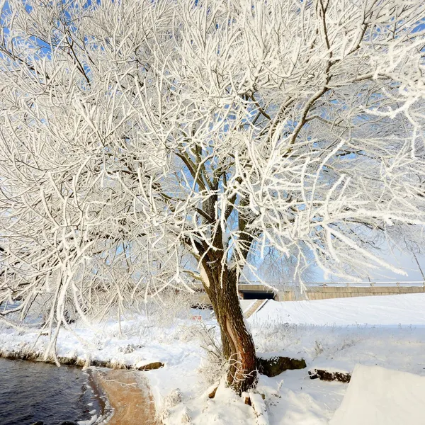 Rimfrost på träden på vintern — Stockfoto