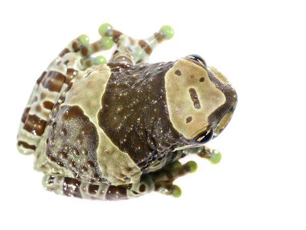 Złoty eyed tree frog lub amazon mleka żaba trachycephalus resinifictrix na białym tle — Zdjęcie stockowe