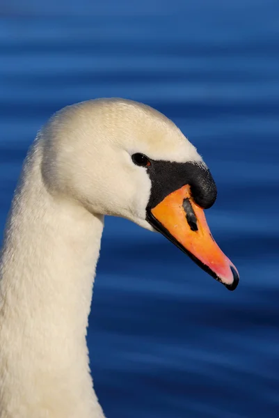 Cisne blanco sobre agua azul quieta — Foto de Stock