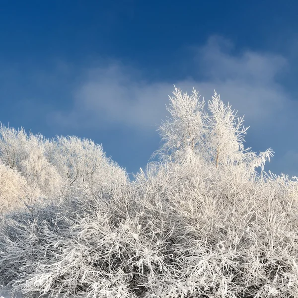 Hoar-helada en los árboles en invierno — Foto de Stock