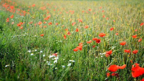 Mohnfeld in Großaufnahme — Stockfoto