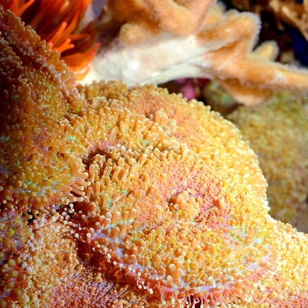 Seeanemonen im Meerwasseraquarium — Stockfoto