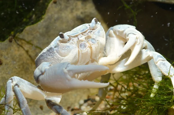 River crab Potamon sp. in natural environment — Stock Photo, Image