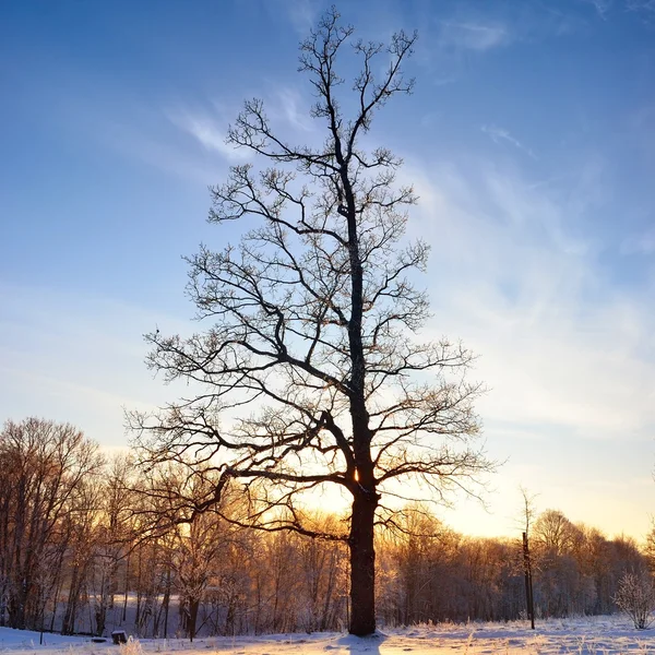 Vista del campo de invierno —  Fotos de Stock