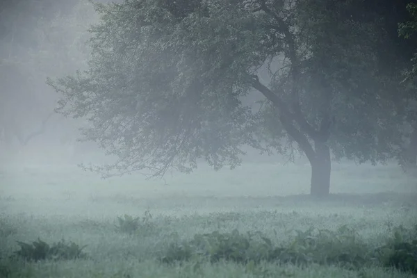 Silueta mística de árbol en niebla — Foto de Stock