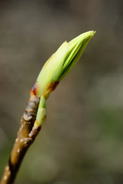 Green tree bud close-up against blue sky in spring — Stock Photo, Image