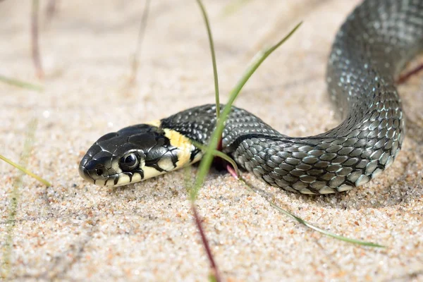 Cobra de grama close-up — Fotografia de Stock