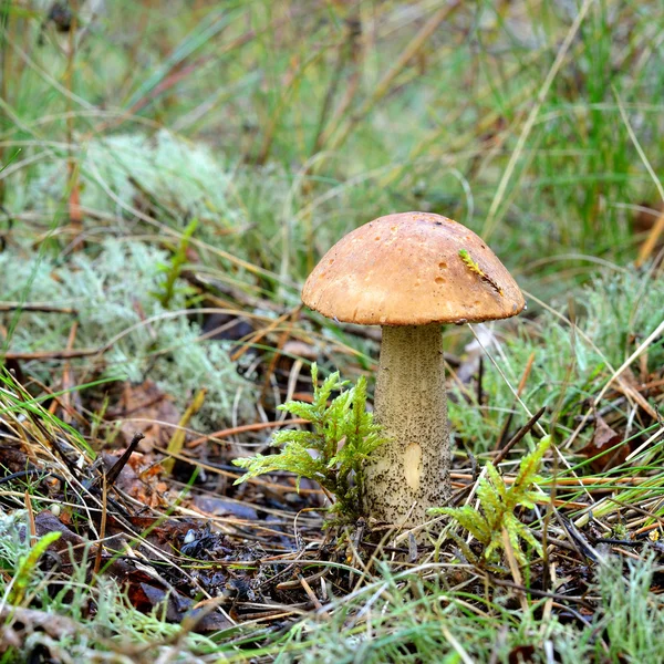 Cogumelo na floresta — Fotografia de Stock