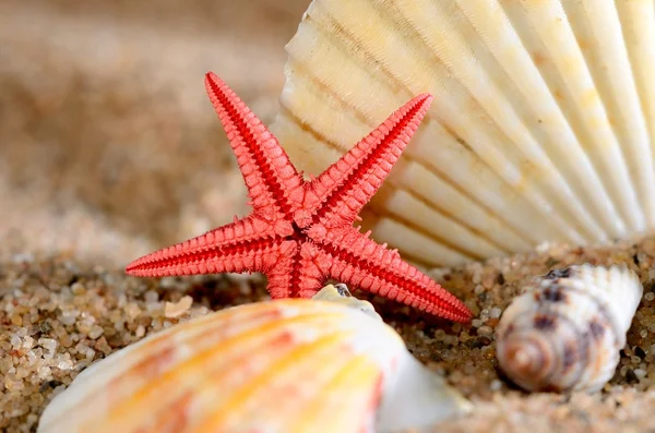 Sea star and shells on the sandy beach — Stock Photo, Image